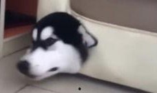 萌宠视频最近爆料大全下载,可爱瞬间尽收眼底